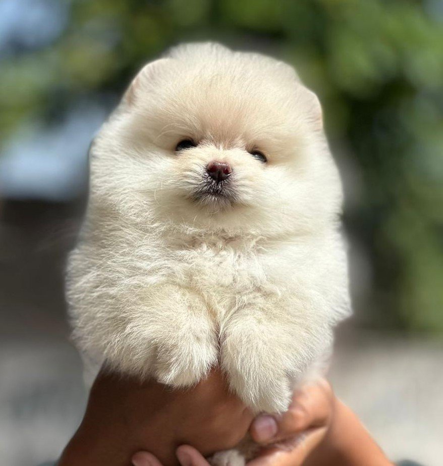 Purchase Friendly Toy Pomeranian Puppy from Bangalore
